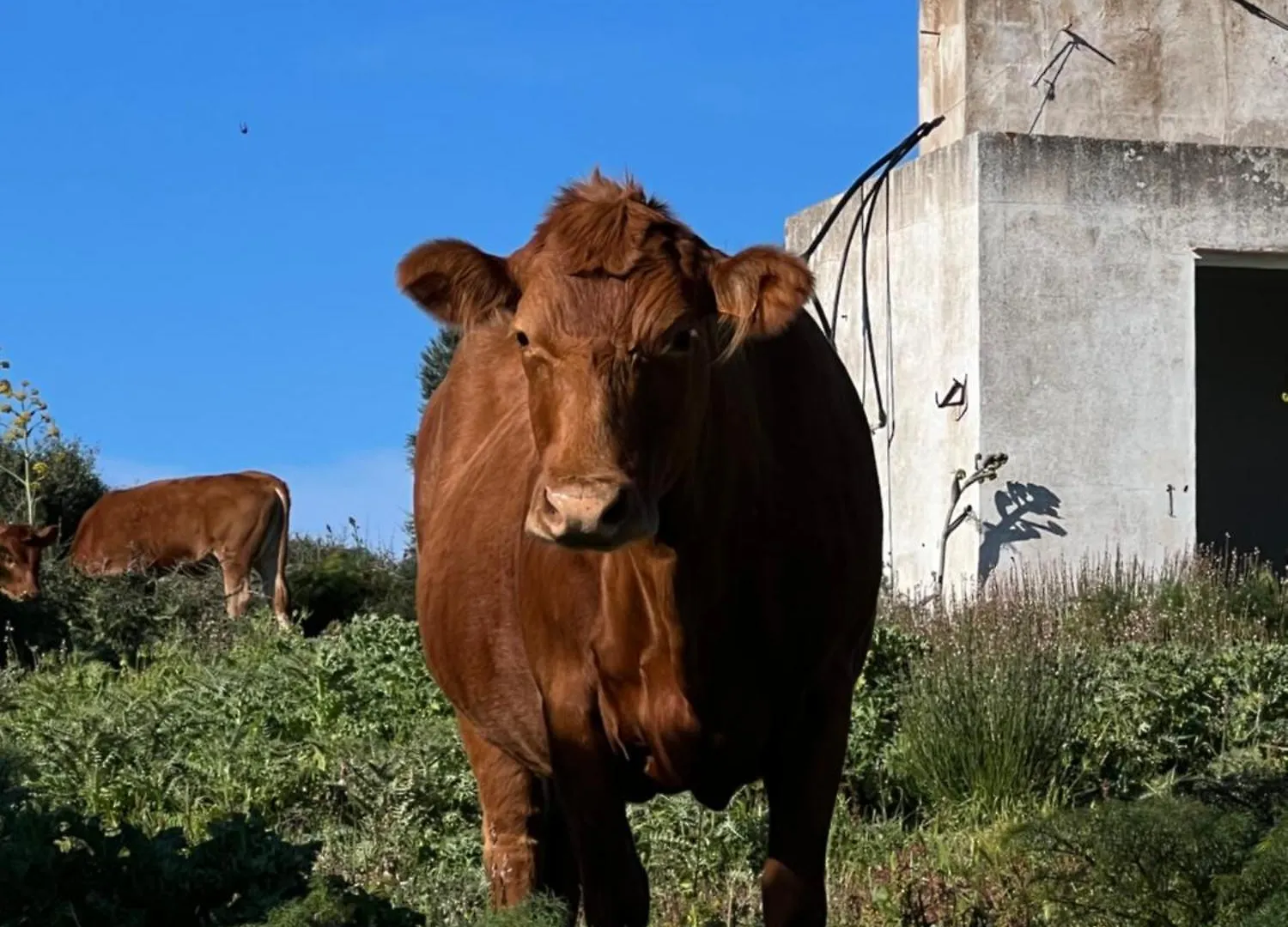 Mongofre Agroturismo Mahon